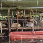Operativo frena traslado de ganado sin documentos en Oaxaca por gusano barrenador