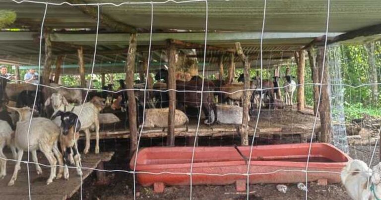 Operativo frena traslado de ganado sin documentos en Oaxaca por gusano barrenador