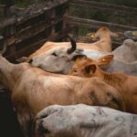 Brote de gusano barrenador en Yucatán: Seder alerta por ganado ilegal