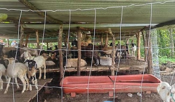 Operativo control de gusano barrenador en Oaxaca