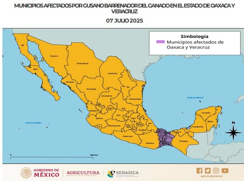 Brotes de gusano barrenador humano en México